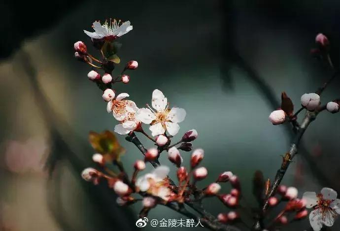 濡備綍鍖哄垎妯辫姳妗冭姳姊ㄨ姳鏉忚姳娴锋,妯辫姳妗冭姳鏉庤姳鏉忚姳濡備綍鍖哄垎