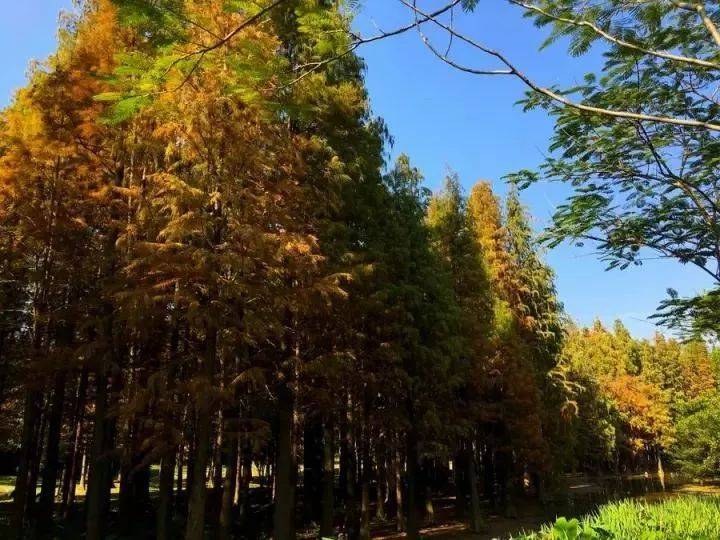清远森波拉温泉晚餐,清远森波拉温泉度假村酒店报价