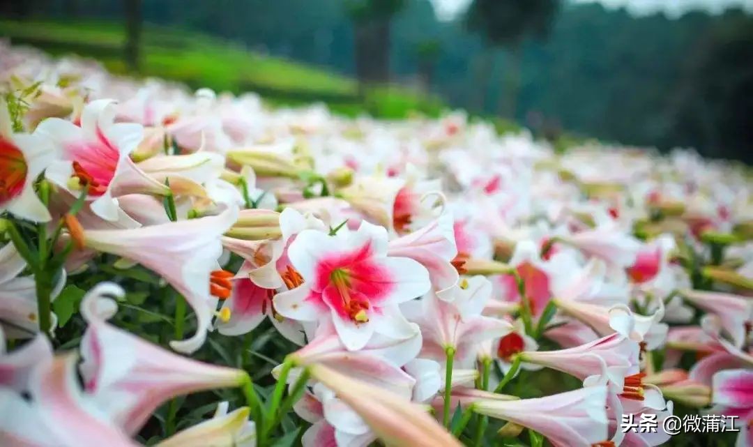 我在朝阳湖等你，带你看一路绿水青山