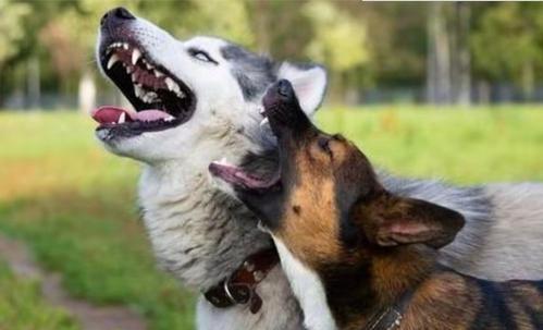 狗狗一直狼嚎是为什么,狗狗跟狼嚎一样叫是什么意思