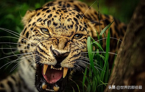 野生豹子战斗力,最厉害的野生豹子