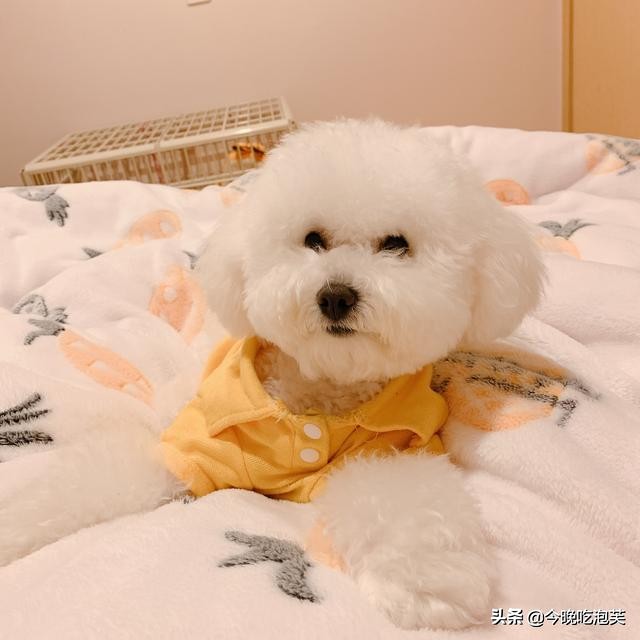 狗狗任凭主人打骂也不走,狗狗护食打一顿不吃了