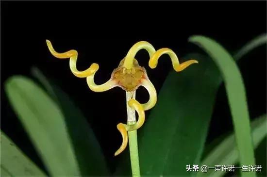 从未见到的怪花,从没见过的奇花