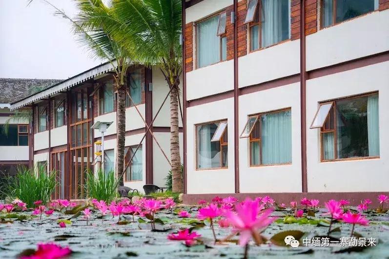 泰国顶级睡莲博士Dr.Nopchai版纳行,被勐景来圈粉