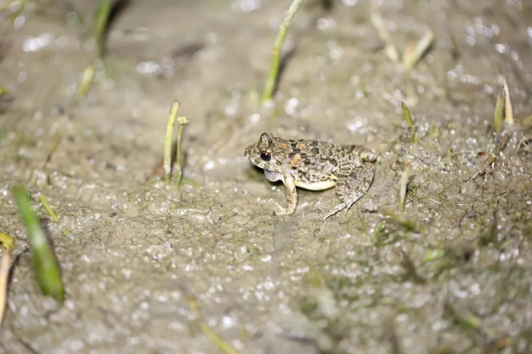“宝藏”西溪地，多少蛙“定居”？