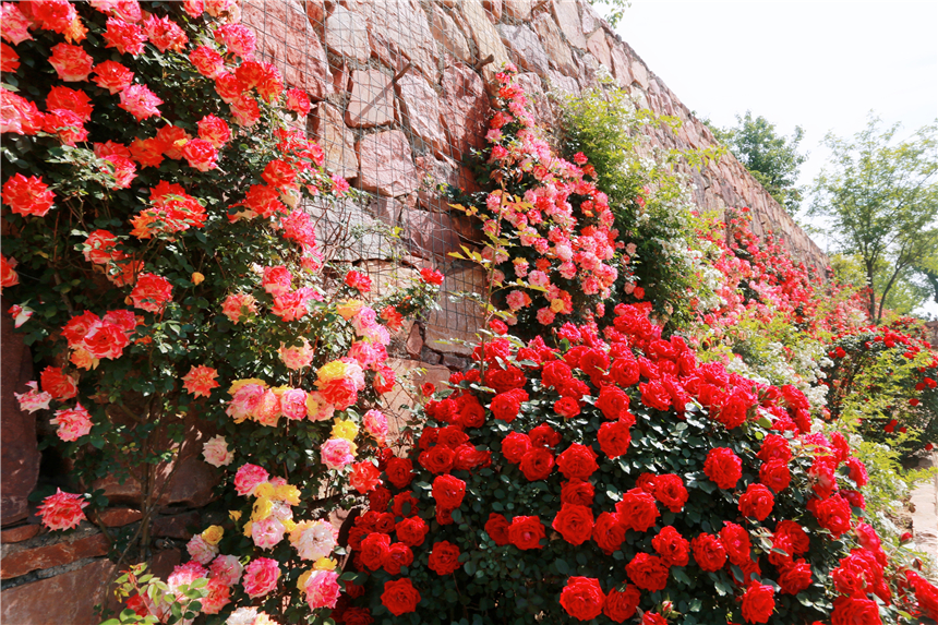 初夏河南,找寻童心,邂逅伏羲山的斜阳,一颗心萌化在云上牧场