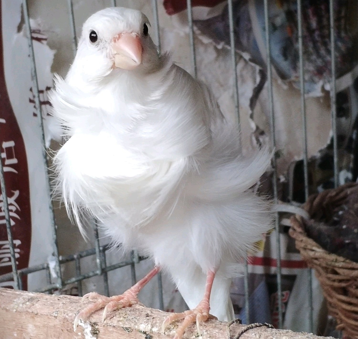 养殖动物品种大全,特种动物养殖品种