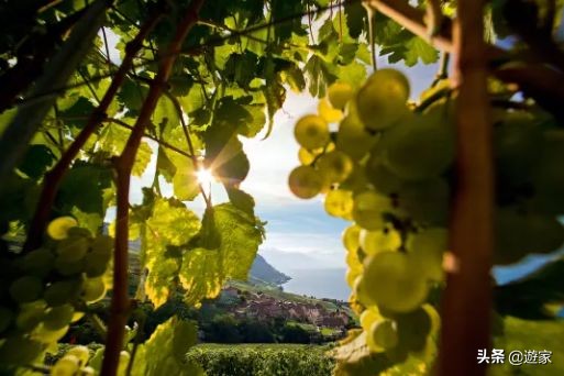 瑞士人竟然这么爱喝,拥有是世界遗产的葡萄园,作业还在靠手工