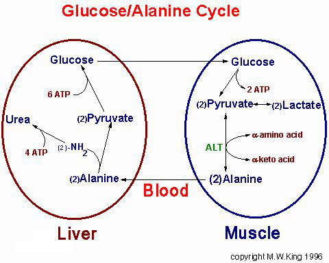 丙肝的预防和治疗,丙肝传染病率