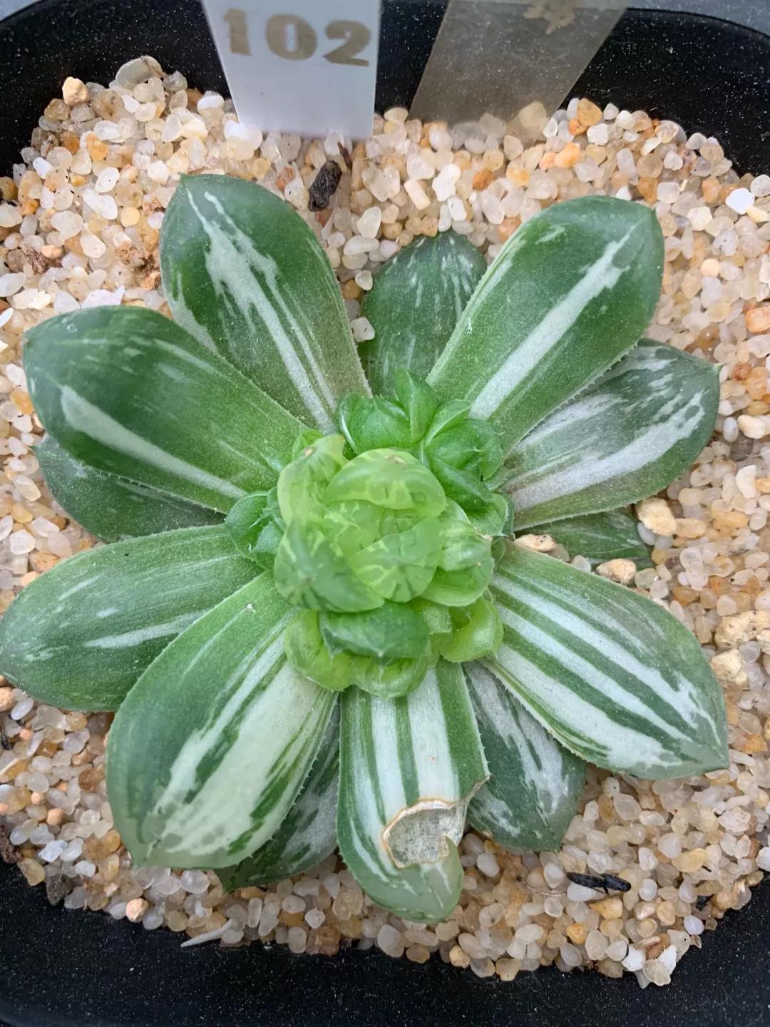 玉露徒长了如何解决,玉露徒长叶子细长干瘪还能恢复吗