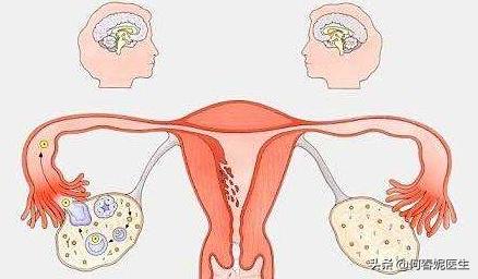 功能性失调子宫出血怎么办,绝经后功能性子宫出血概率