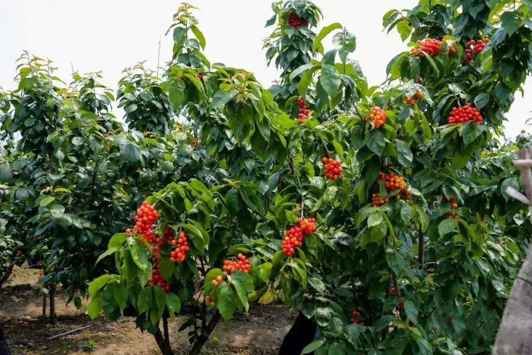 宁波横溪樱桃采摘,宁波周边樱桃采摘