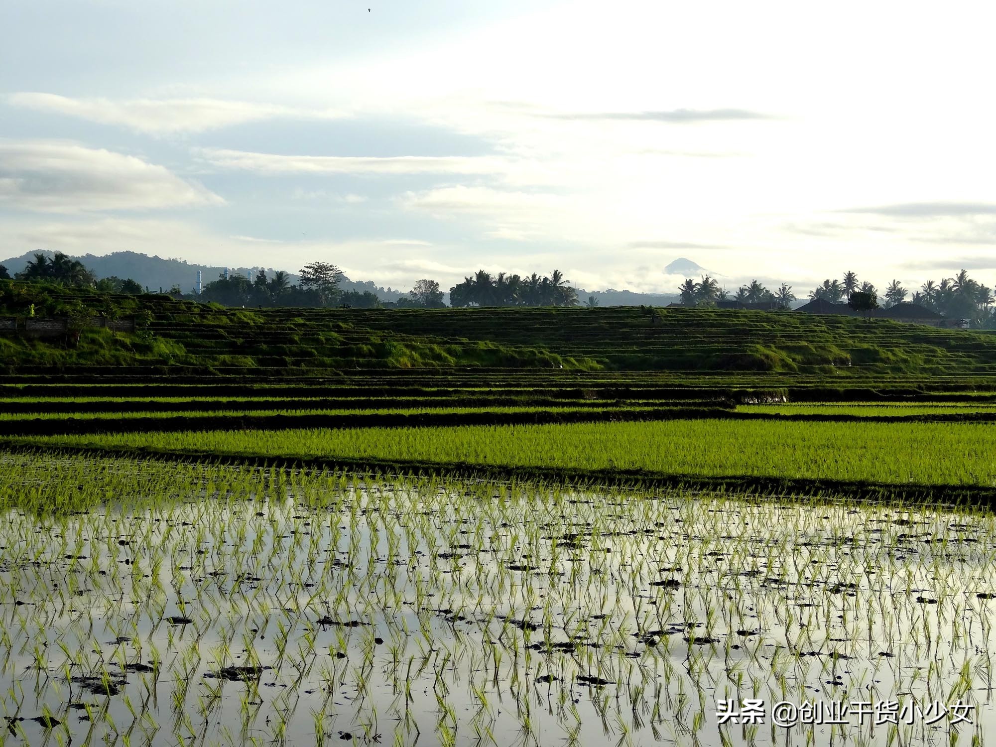 泥鳅养殖技术及加盟,出售泥鳅苗提供泥鳅养殖技术