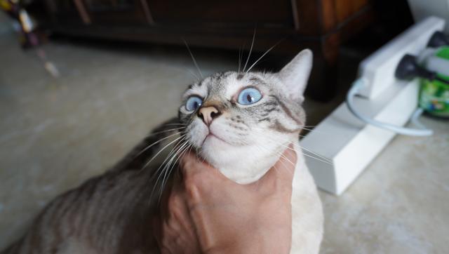 虎斑暹罗的鼻子是什么颜色的,虎斑暹罗猫咪多少斤需要减肥