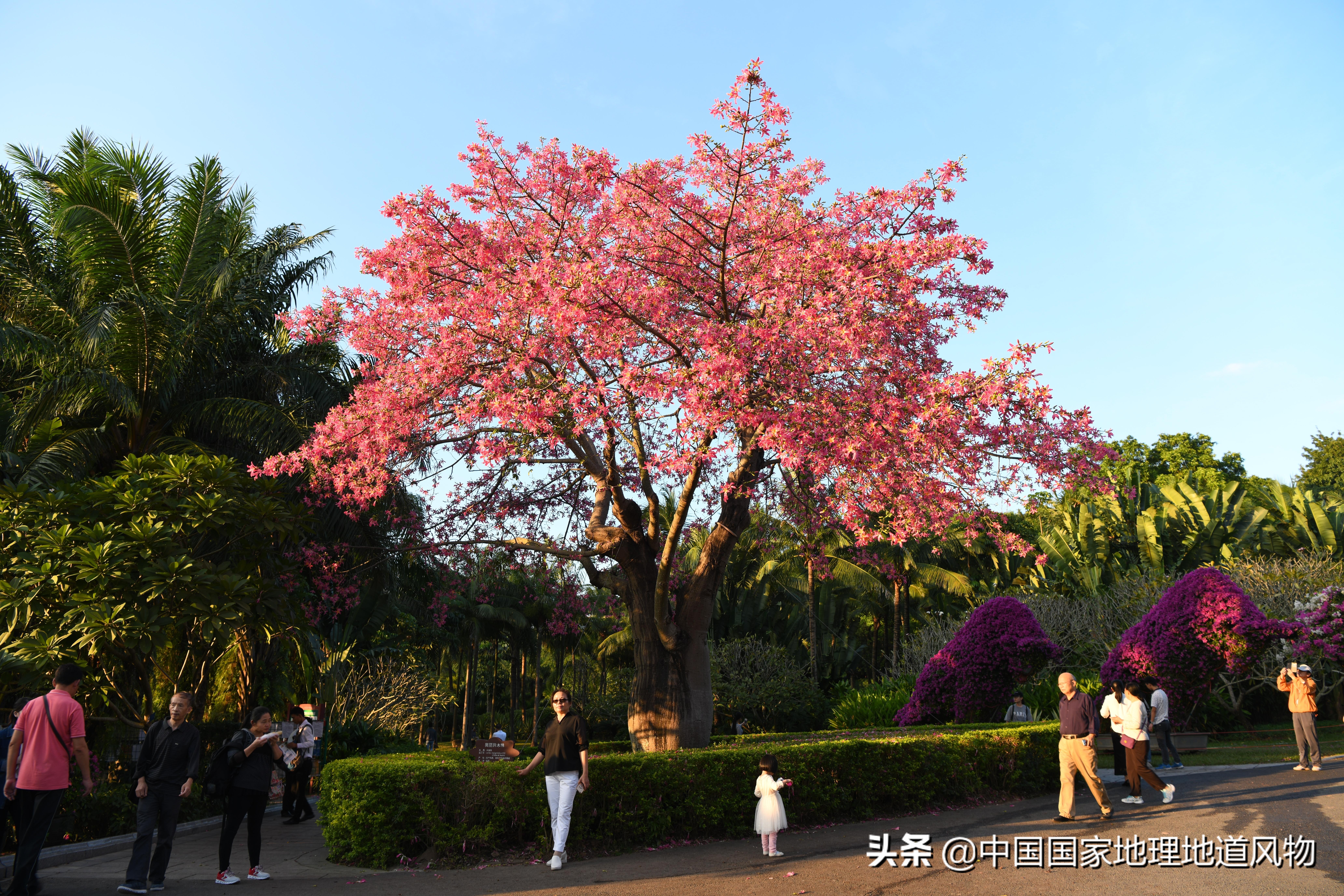 网友如何评价深圳这座城市,怎么夸赞深圳这个城市很美丽