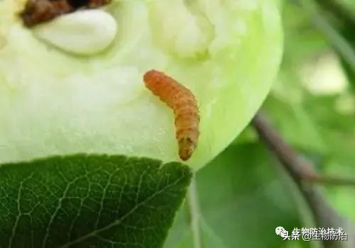 蛀干害虫是钻蛀害虫吗,果树枝干钻蛀害虫图片