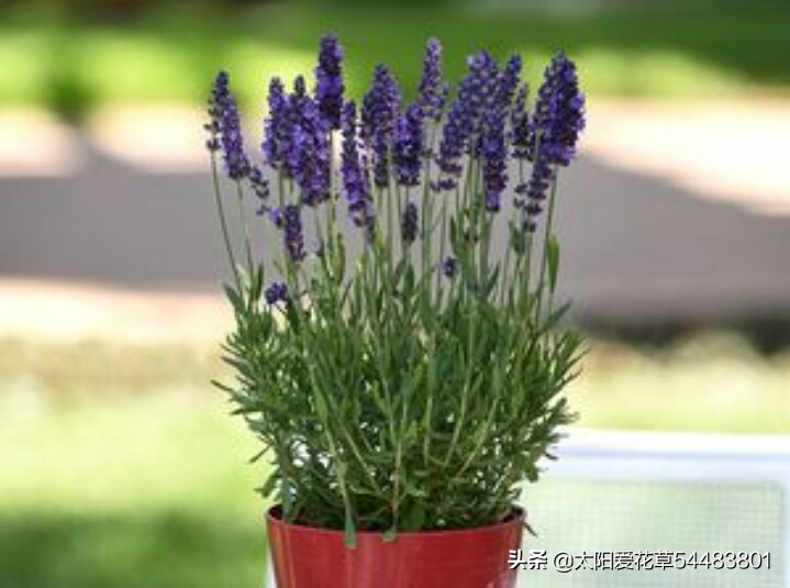 薰衣草盆栽怎么养殖,薰衣草盆栽的养殖方法和注意事项
