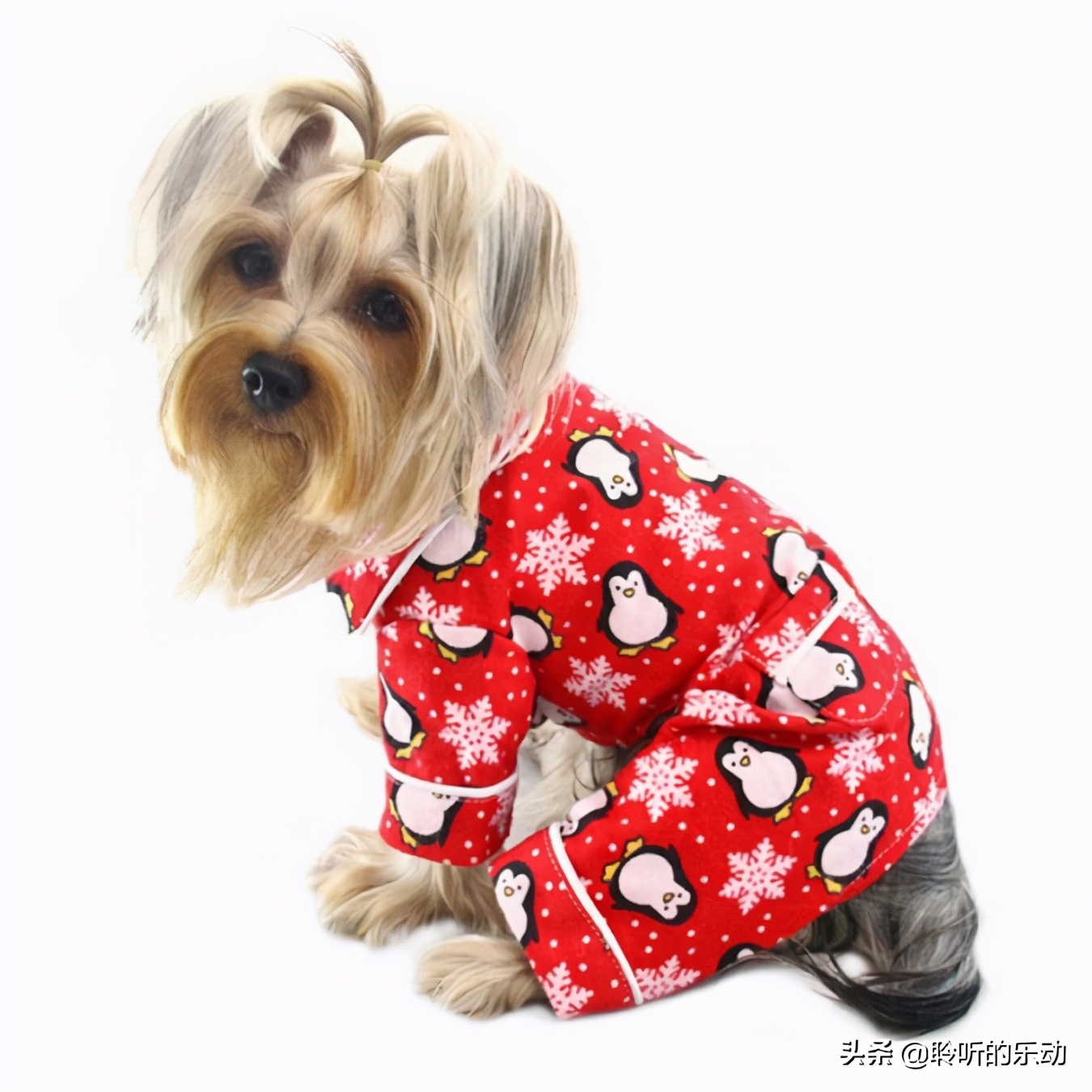 十大可爱的宠物狗,最潮的狗狗穿衣搭配