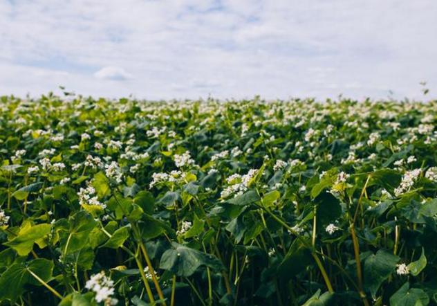 荞麦的栽培种植技术有哪些,种荞麦最高产量一亩能产多少公斤
