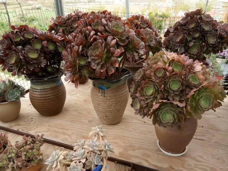 春天多肉怎么打理才好看,多肉一个月不见太阳会怎样