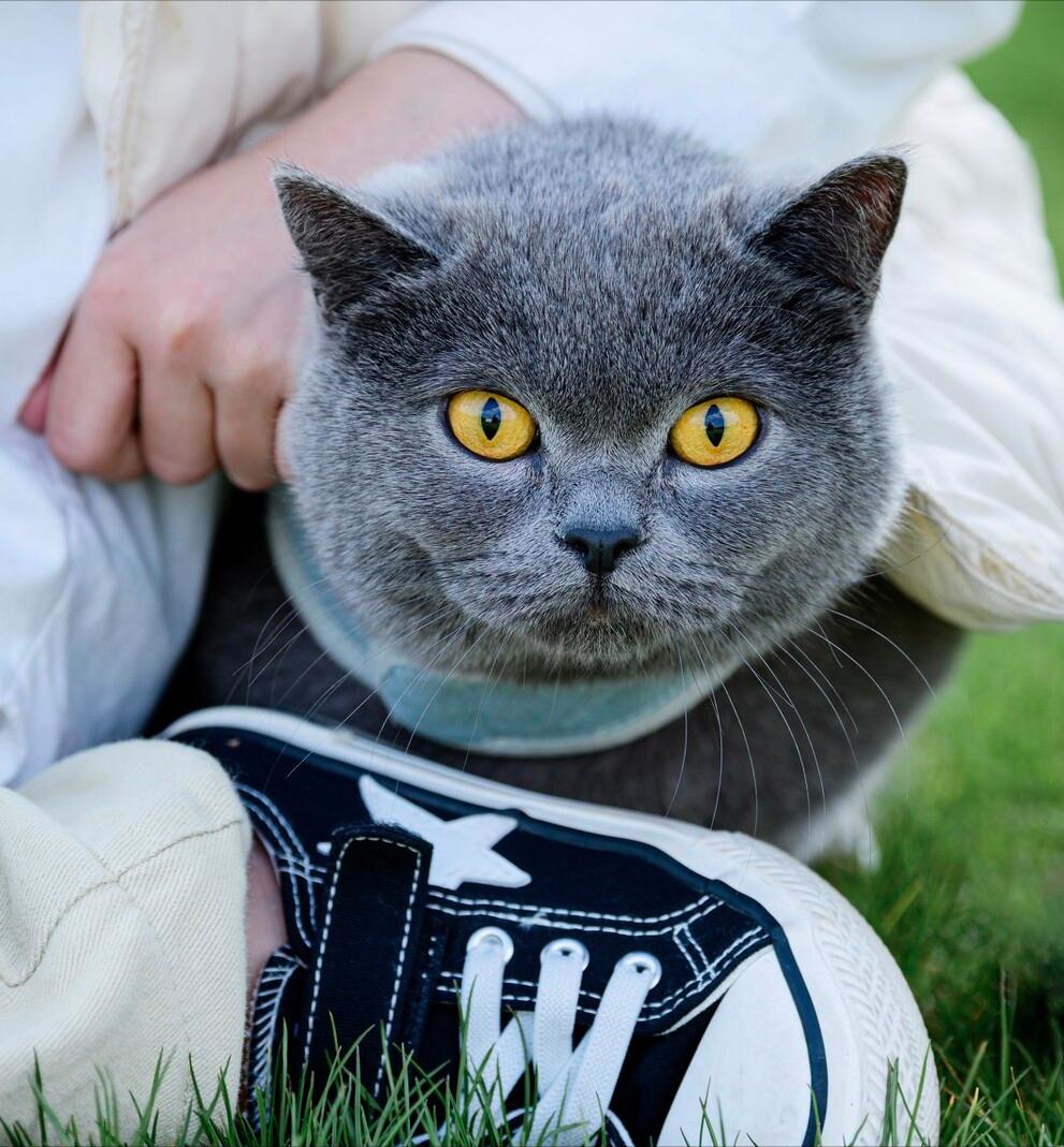 鑻辩煭钃濈尗鍝佺浉閴村埆,绾鑻辩煭钃濈尗鏍囧噯