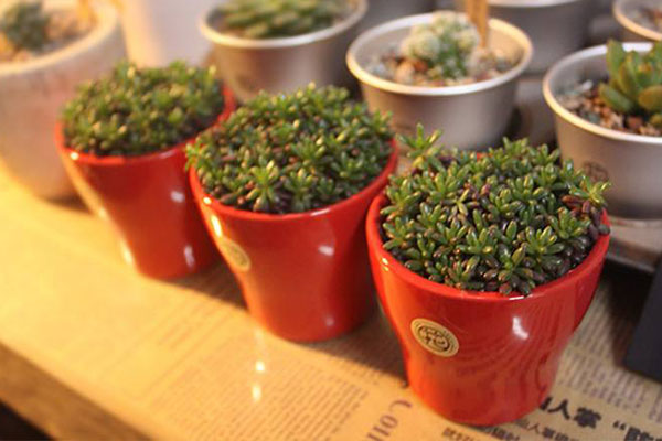 好看好养的种子,好看又好养的品种