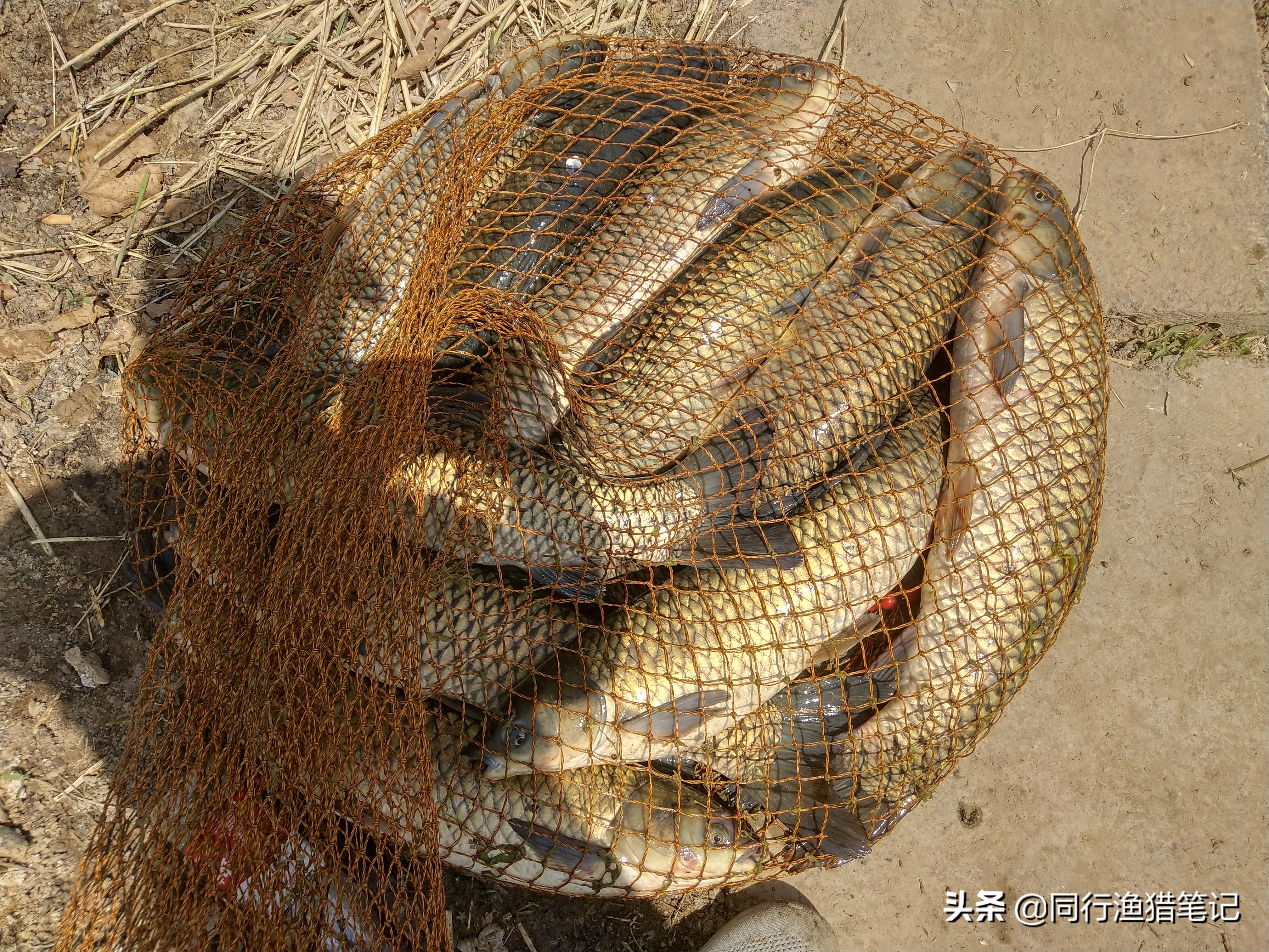 黑坑新放的3-5斤草鱼怎么钓,广东黑坑钓草鱼的正确方法与技巧