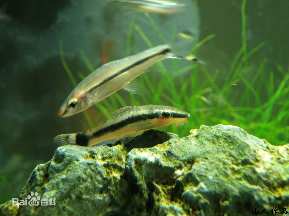 新手养鱼推荐混养品种,新手养鱼入门鱼种混养