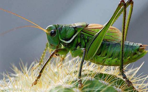 昆虫界美丽又残酷的天生杀手,昆虫界最厉害的杀手是什么