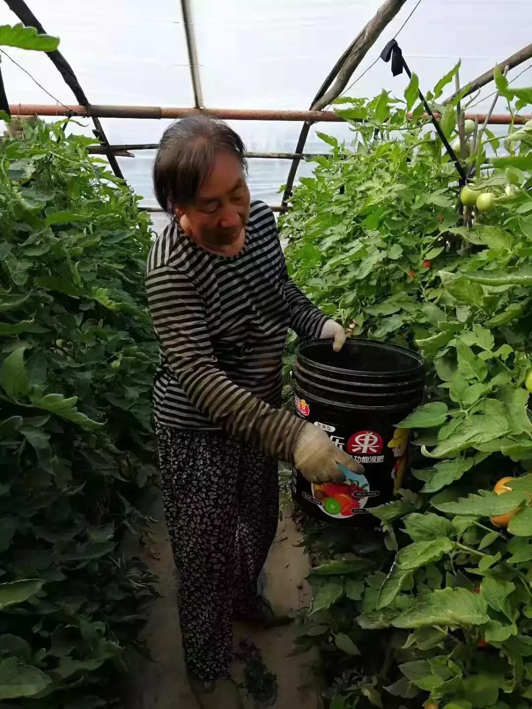 巴斯夫锐收果香杀菌剂作用,农药杀菌剂分类与杀菌作用