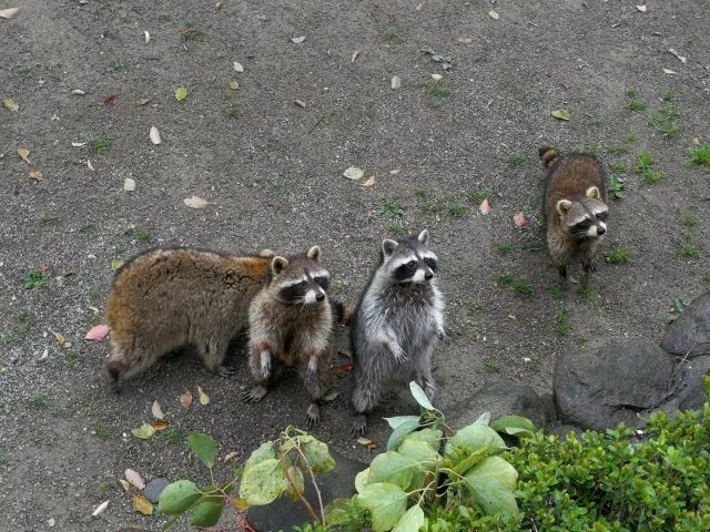 在上海迪士尼怎么玩比较快呢,在上海迪士尼玩一整天