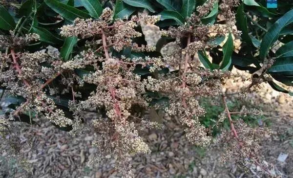 白芨病害及防治,白粉病用药防治