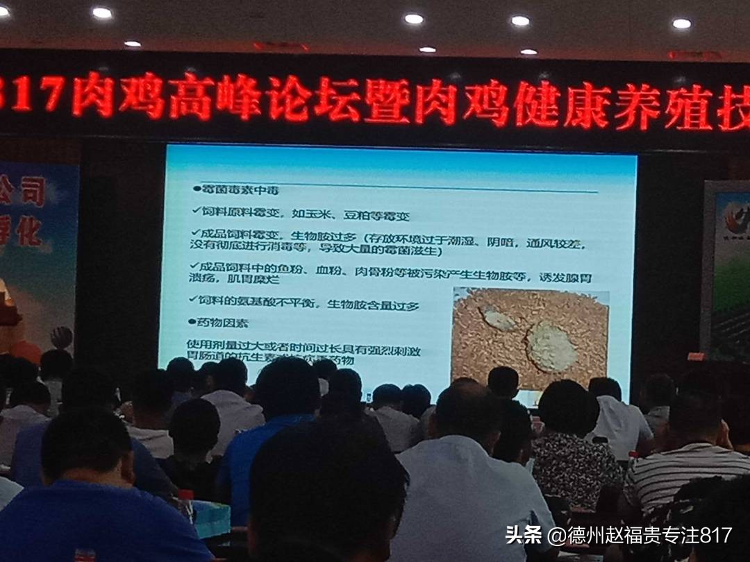 青脚麻鸡的饲养管理和生产性能,青脚麻鸡饲养流程