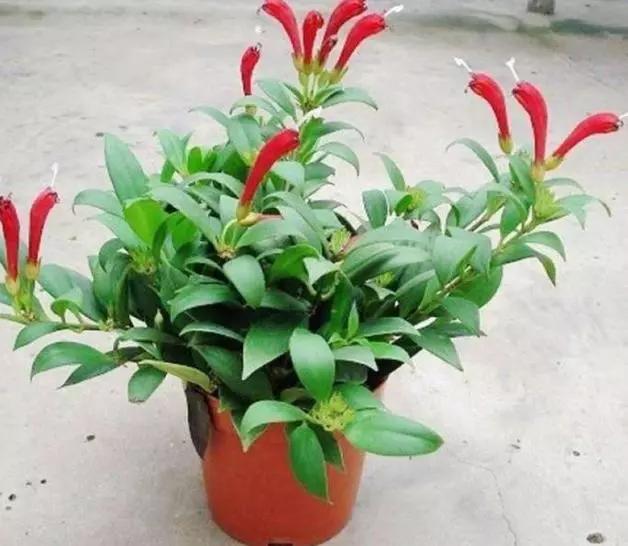 金心吊兰和卷叶吊兰哪个好看,卷叶吊兰和金叶吊兰是不是一样的