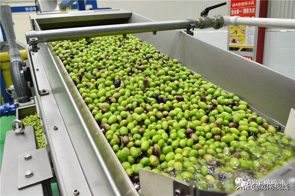 央视橄榄油广告,央视广告道道全菜籽油