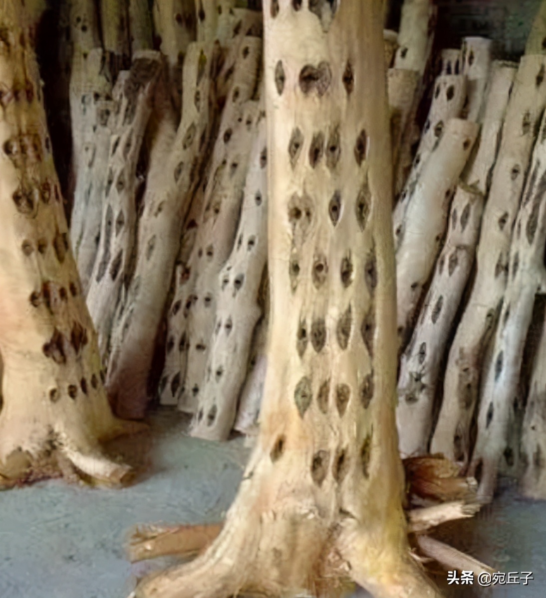 火眼沉香是什么,火眼沉香如何形成