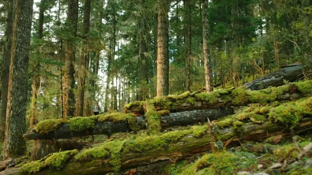 带你Get《司藤》同款神仙美景，春天的香格里拉这样玩