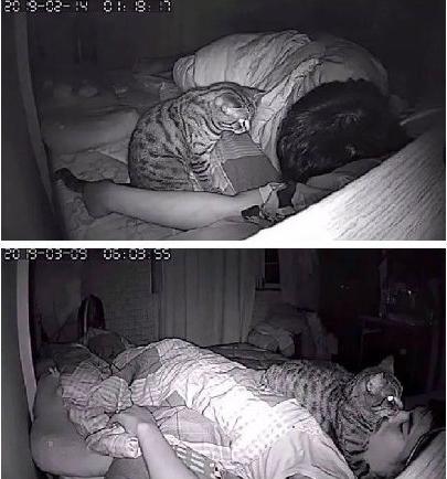 猫冷血无情是真的吗,猫的性格有多残忍