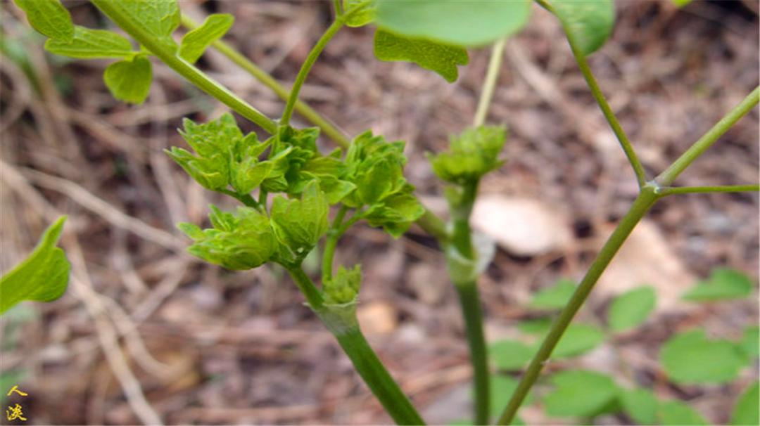 东北受欢迎的山野菜,东北最受欢迎的山野菜