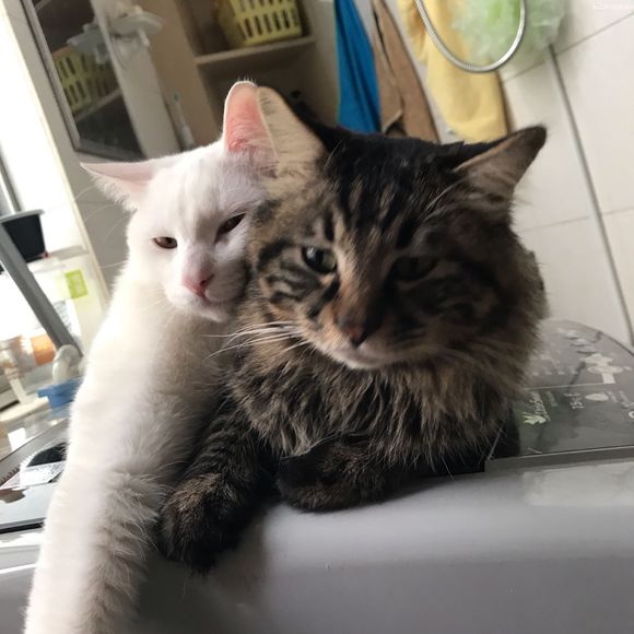 如何区别猫咪是口炎还是口腔溃疡,猫咪花了三千多治病