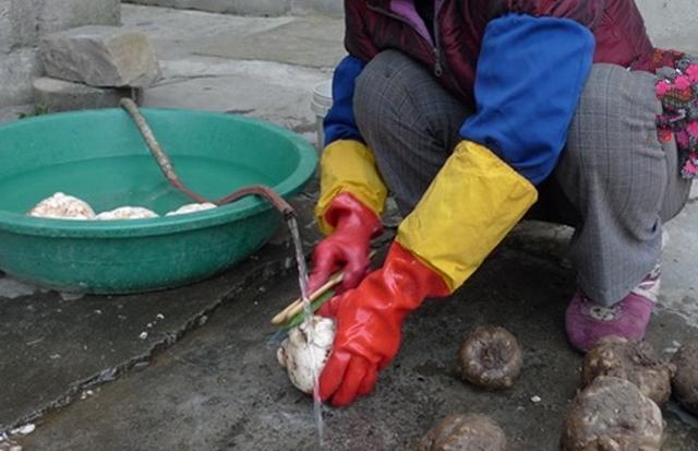 农村常见野生有毒植物,农村有毒的野果和植物