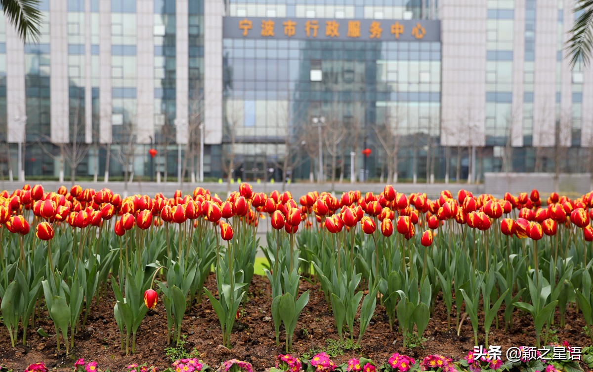 郁金香鲜花香味,郁金香鲜花诗情画意