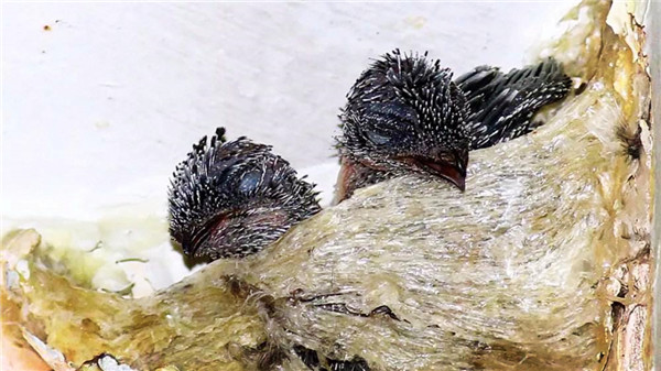 金丝燕栖息在海南,金丝燕濒临灭绝