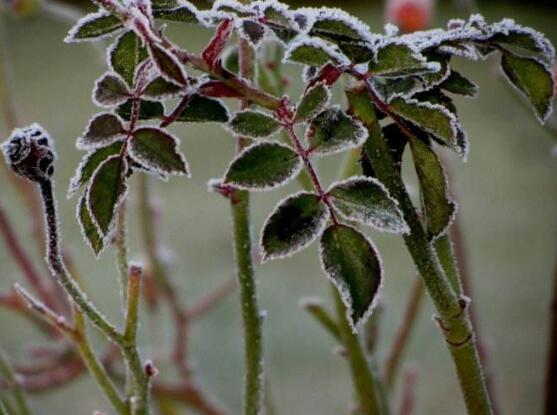 蔷薇花叶子发黄的原因和处理办法,蔷薇花叶子发白怎么办
