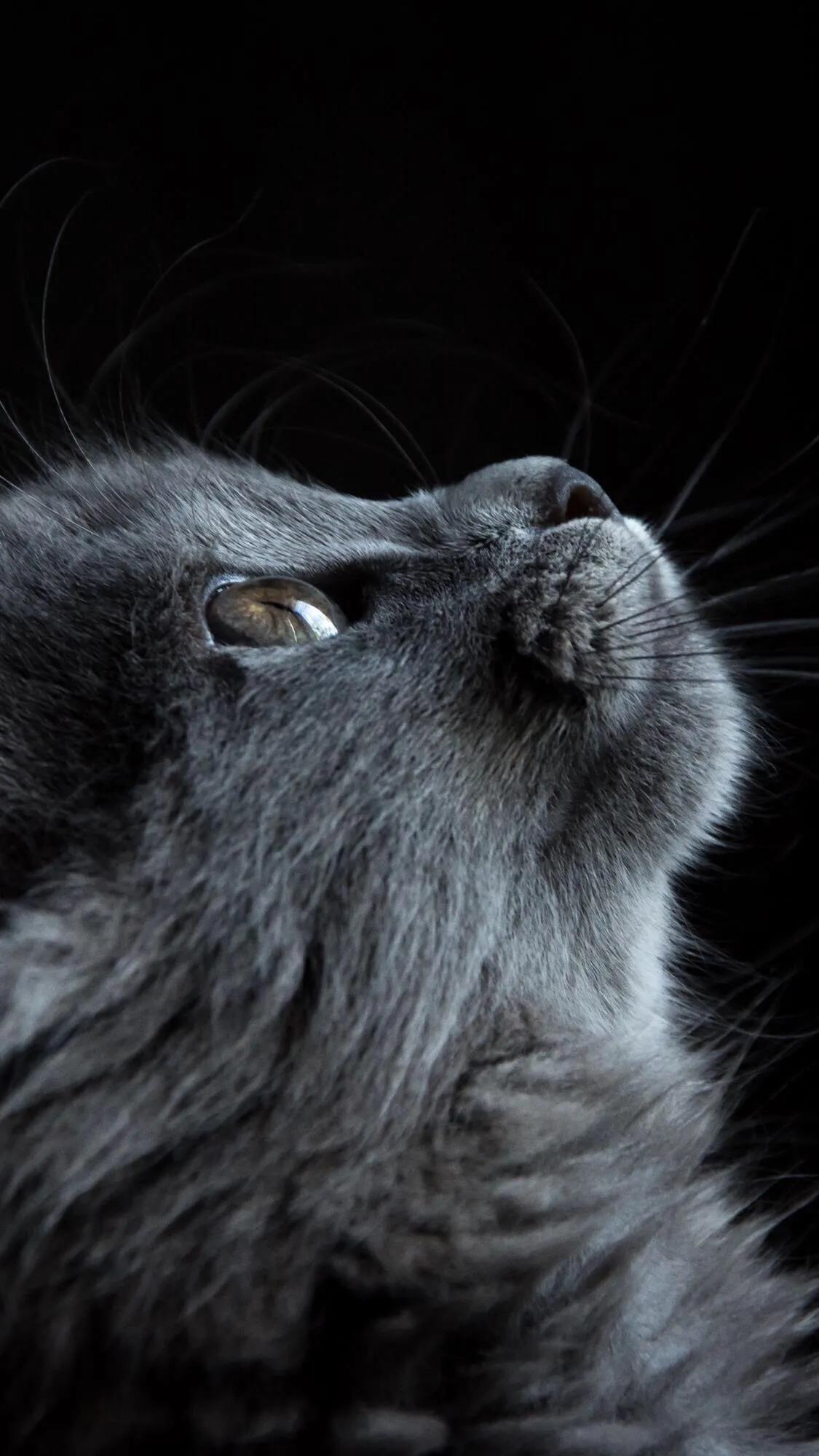 猫眼眉得猫癣初期症状,人得了猫癣有什么症状