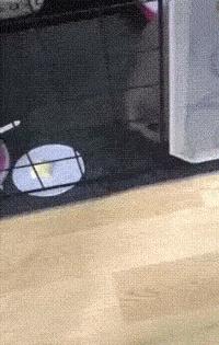 为测量猫咪体积，一网友对自家主子出手了，却完美证明喵是液体的