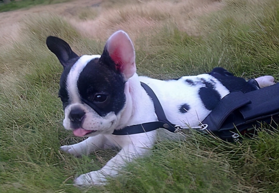 养法国斗牛犬，选“公犬”的五大原因，不会让你失望