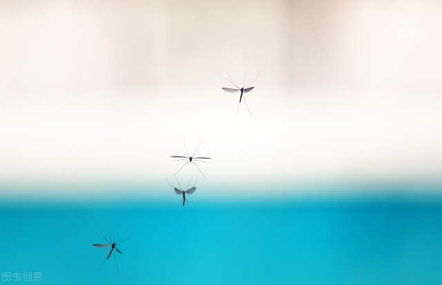 关于蝴蝶的秘密你知道多少,蝴蝶有没有与众不同的部分