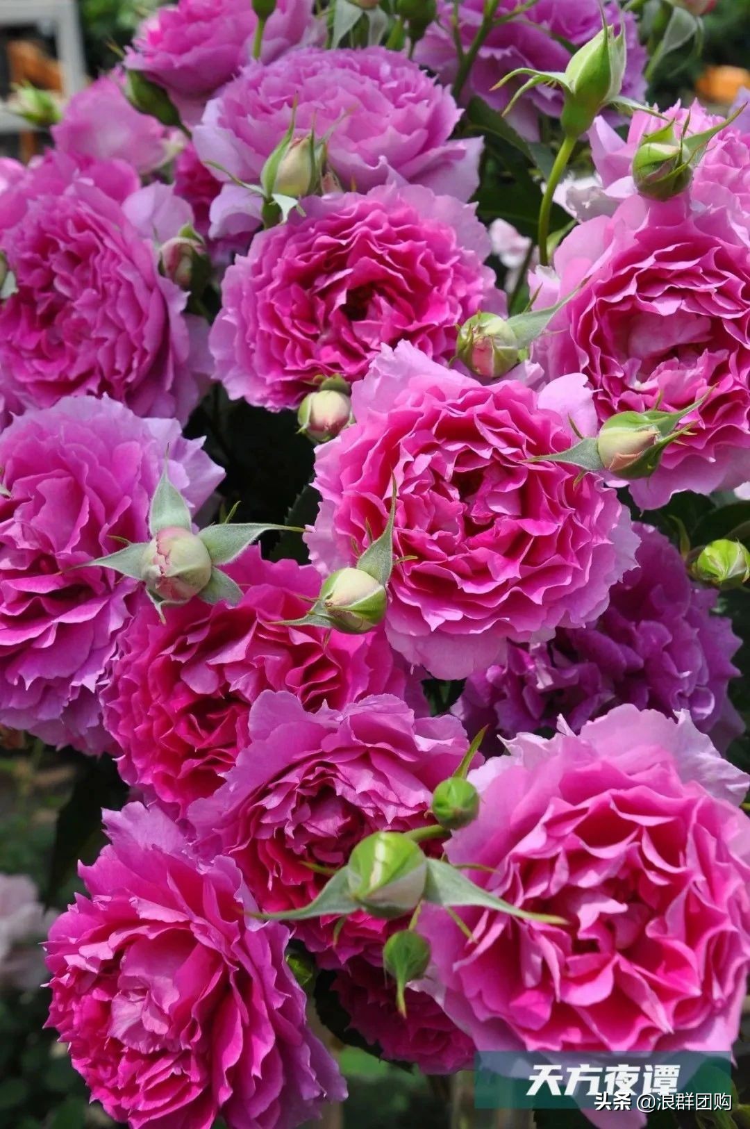 月季哪些品种大花又香,月季哪些品种花期长耐阴耐寒耐旱