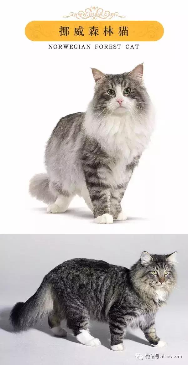 搜猫咪各种图片,世界猫咪图录